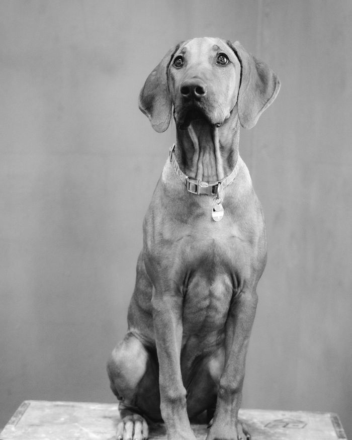 Mathilda, Head Coach und Hund bei TFT Cross Area Gleisdorf
